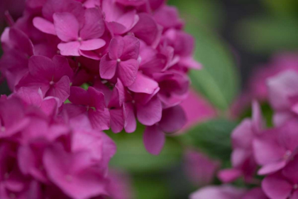 Picture of PINK HYDRANGEAS I