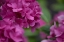 Picture of PINK HYDRANGEAS I