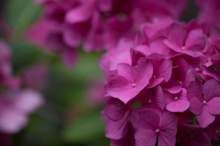 Picture of PINK HYDRANGEAS II