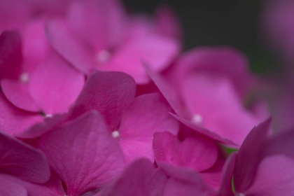 Picture of PINK HYDRANGEAS III