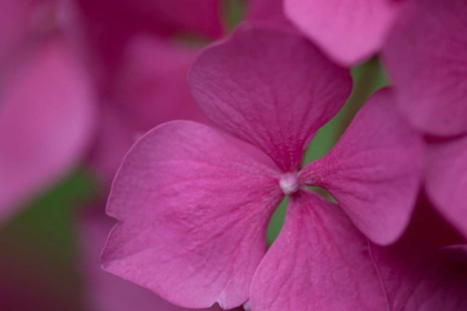 Picture of PINK HYDRANGEAS IV