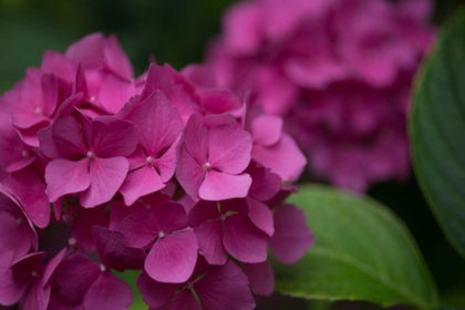 Picture of PINK HYDRANGEAS V