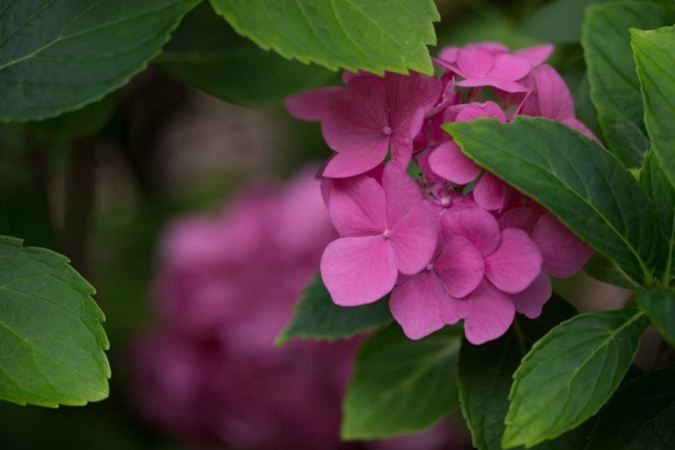 Picture of PINK HYDRANGEAS VI