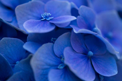 Picture of HYDRANGEA BLUES I