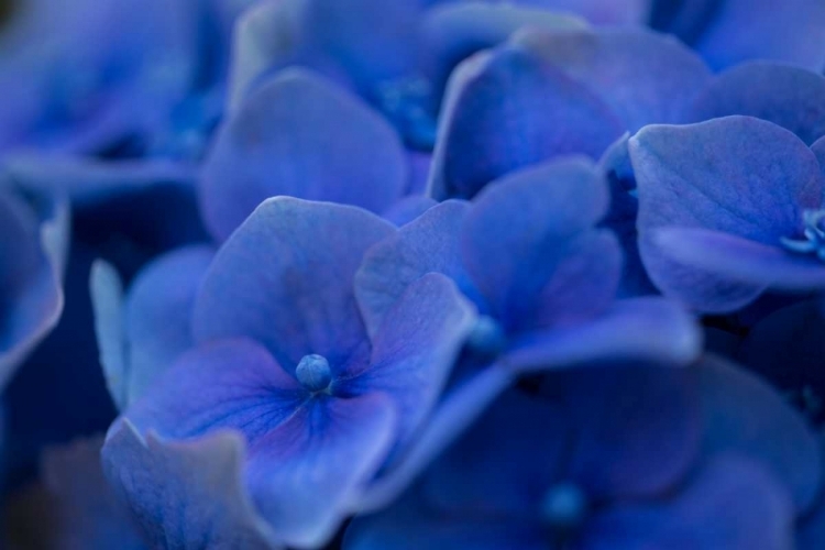 Picture of HYDRANGEA BLUES II