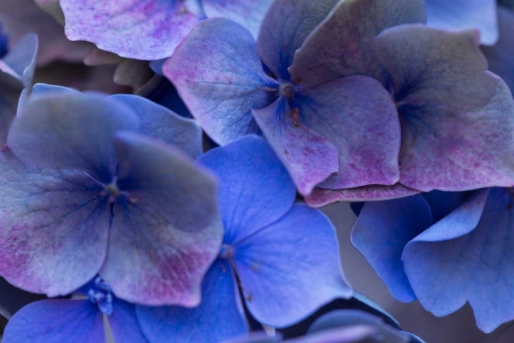 Picture of HYDRANGEA BLUES III