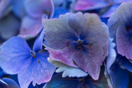 Picture of HYDRANGEA BLUE IV
