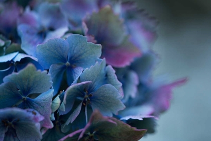 Picture of AUTUMN HYDRANGEA III