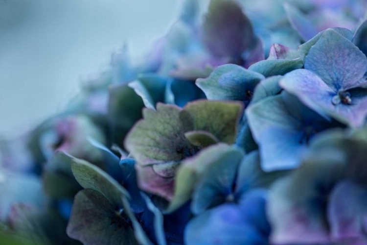 Picture of AUTUMN HYDRANGEA IV