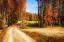 Picture of LATE VIRGINIA AUTUMN