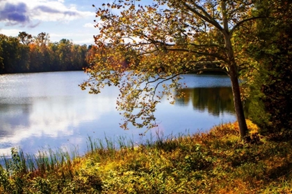 Picture of HORSESHOE LAKE IN AUTUMN