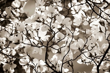 Picture of BLOSSOMS I