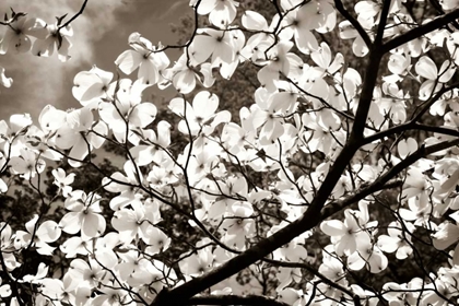 Picture of BLOSSOMS II