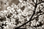 Picture of BLOSSOMS II