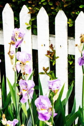 Picture of IRIS ON A FENCE