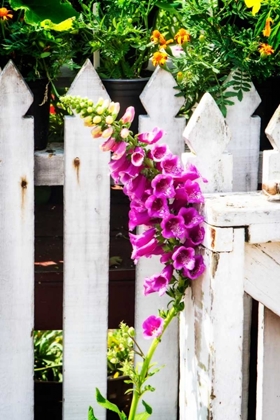 Picture of FOXGLOVE ON A FENCE