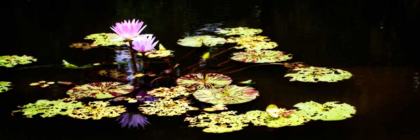 Picture of LAKE LILIES I