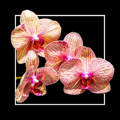 Picture of ORCHIDS ON BLACK I