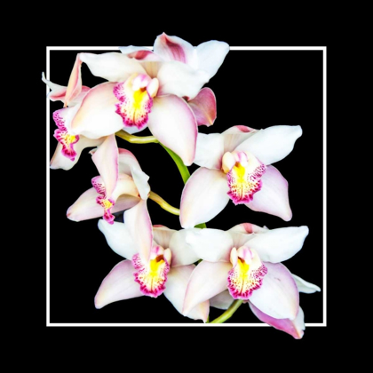 Picture of ORCHIDS ON BLACK II