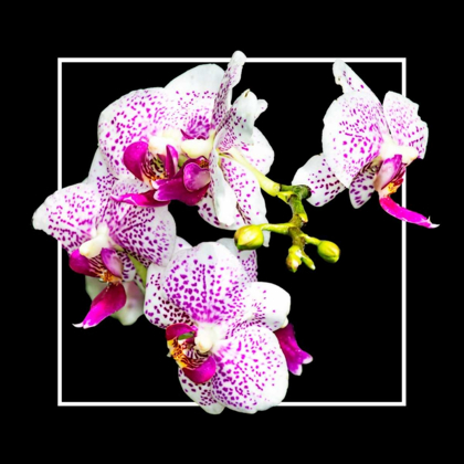Picture of ORCHIDS ON BLACK III