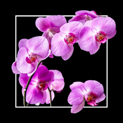 Picture of ORCHIDS ON BLACK IV