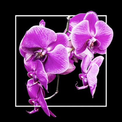 Picture of ORCHIDS ON BLACK V