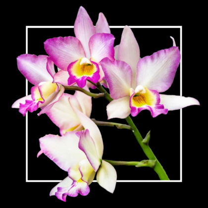 Picture of ORCHIDS ON BLACK VI