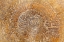 Picture of SAN MIGUEL FOSSILS I