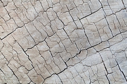 Picture of WEATHERED WOOD I