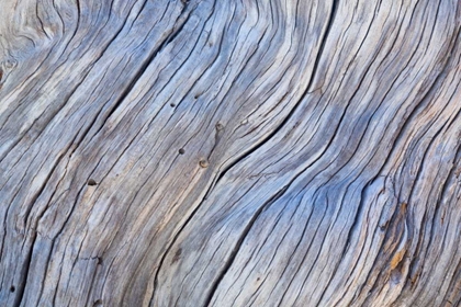 Picture of WEATHERED WOOD IV