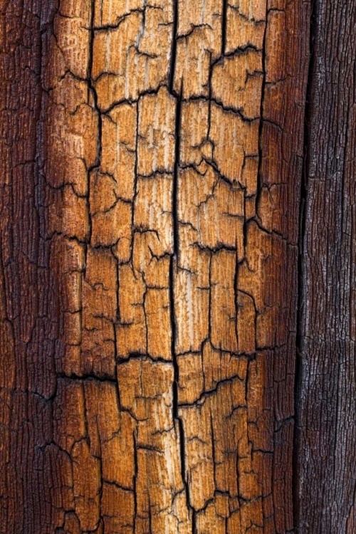 Picture of PINE PATTERNS II