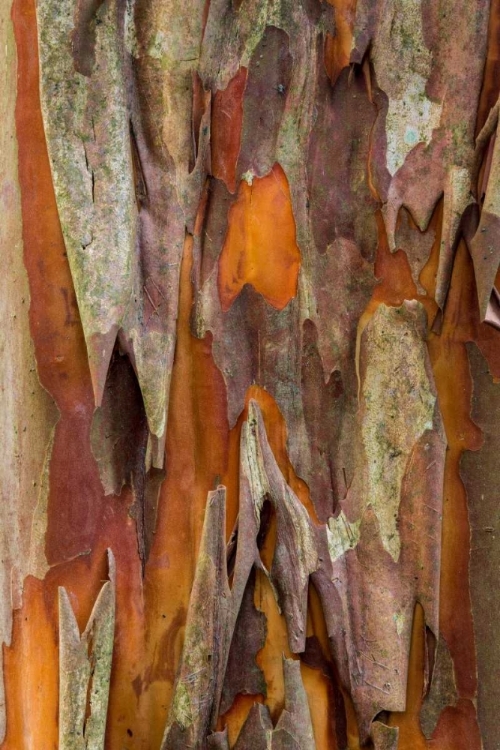 Picture of CRAPE MYRTLE BARK I