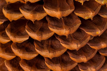 Picture of PINE CONE I