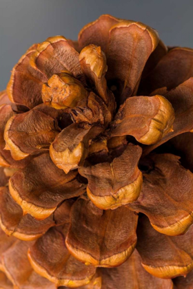 Picture of PINE CONE III