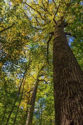 Picture of TULIP-POPLAR TREE I