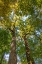 Picture of TULIP-POPLAR TREE II