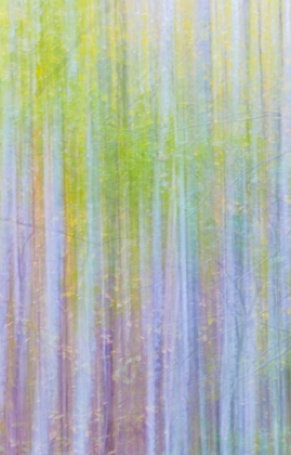 Picture of FOREST BLUR II