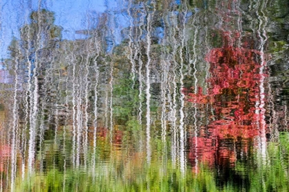 Picture of FOREST REFLECTIONS I