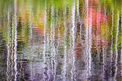 Picture of FOREST REFLECTIONS II