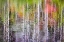 Picture of FOREST REFLECTIONS II