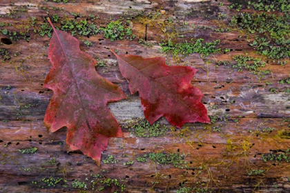 Picture of ON A LOG I