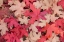 Picture of FALLEN LEAVES I
