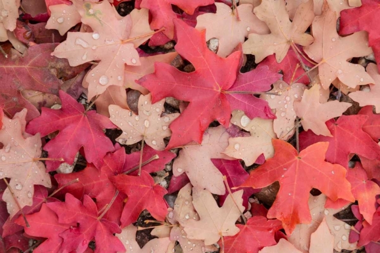 Picture of FALLEN LEAVES I