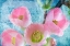 Picture of FLOWERING QUINCE IV