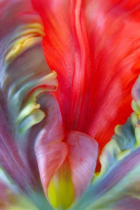 Picture of PARROT TULIP I