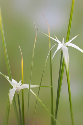 Picture of STAR GRASS I