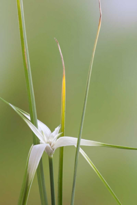 Picture of STAR GRASS II