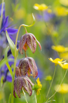 Picture of CHOCOLATE LILY II