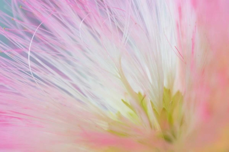 Picture of MIMOSA TREE BLOSSOM I