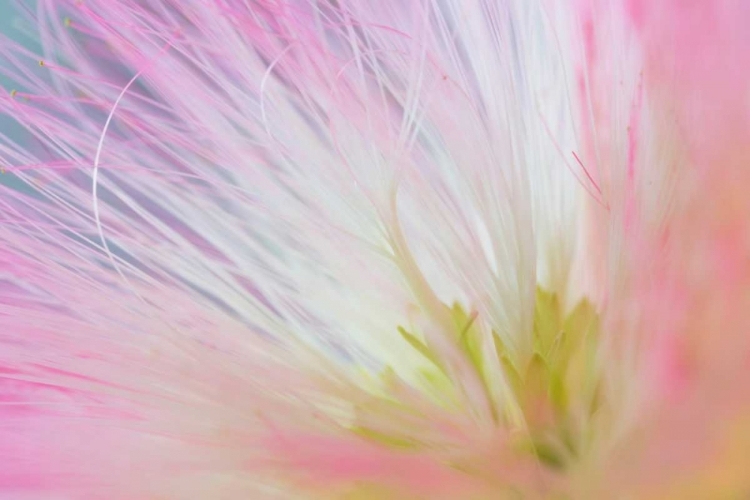 Picture of MIMOSA TREE BLOSSOM I